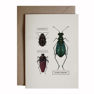 beetle card